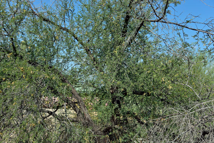 Screw Bean Mesquite is a small shrubby multi-trunk tree or shrub. Plants bloom from May to June in Arizona, April to September in California and May to July in Texas. Prosopis pubescens